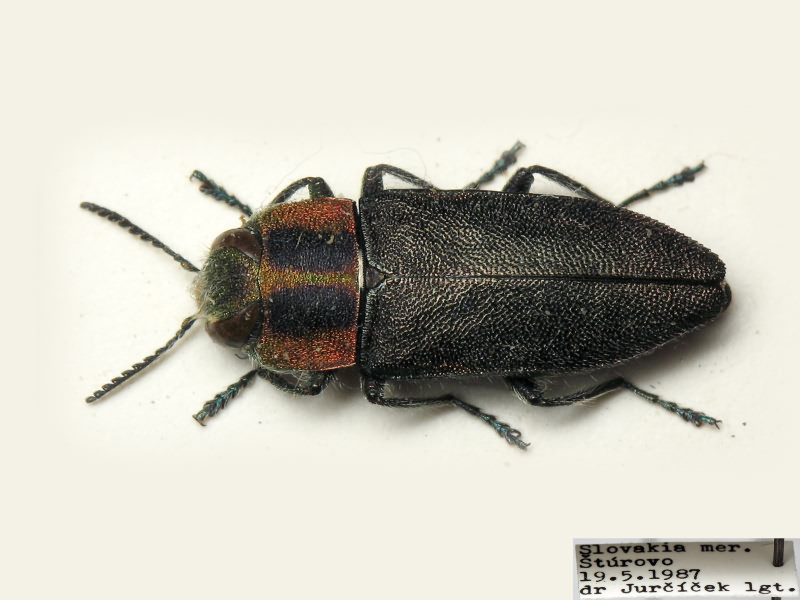 Anthaxia manca (Linnaeus, 1767)